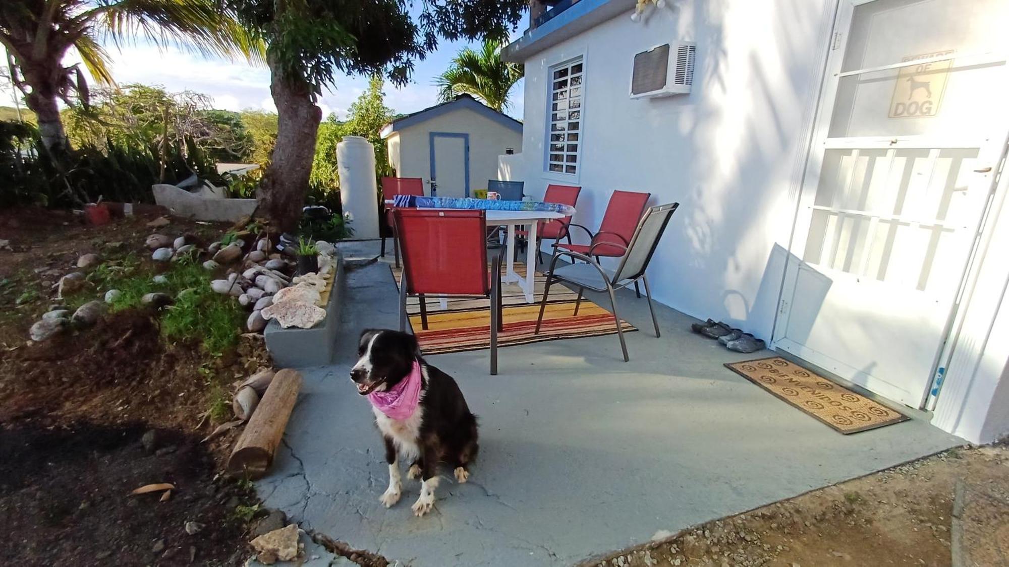 Rooster Run Glamping Camping Has Rooftop And Off The Ground Glamping Experience For 1 To 16 In A Single Tent And Views Of The Rain Forrest And To Culebra Across The Atlantic Ocean W Tents, Linens, Deluxe Air Beds, Warm Shower And More At A Great Pric Вьекес Экстерьер фото